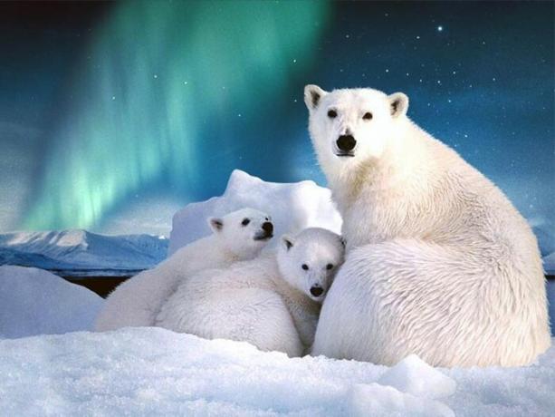 स्वालबार्ड पर ध्रुवीय भालू के एक से अधिक एक हजार प्रजाति है।