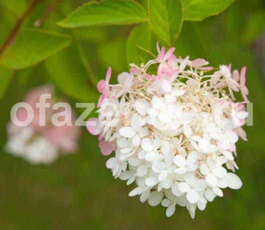 हाइड्रेंजिया paniculata। एक लेख के लिए चित्रण एक मानक लाइसेंस © ofazende.ru के लिए प्रयोग किया जाता है