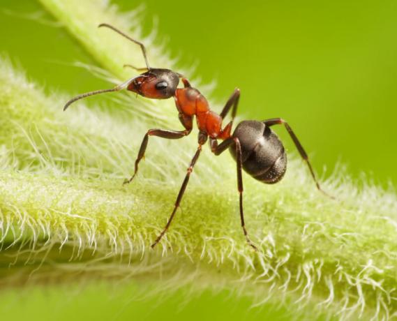 गार्डन चींटियों और एफिड्स: कैसे वे संबंधित और उनमें से छुटकारा पाने के लिए